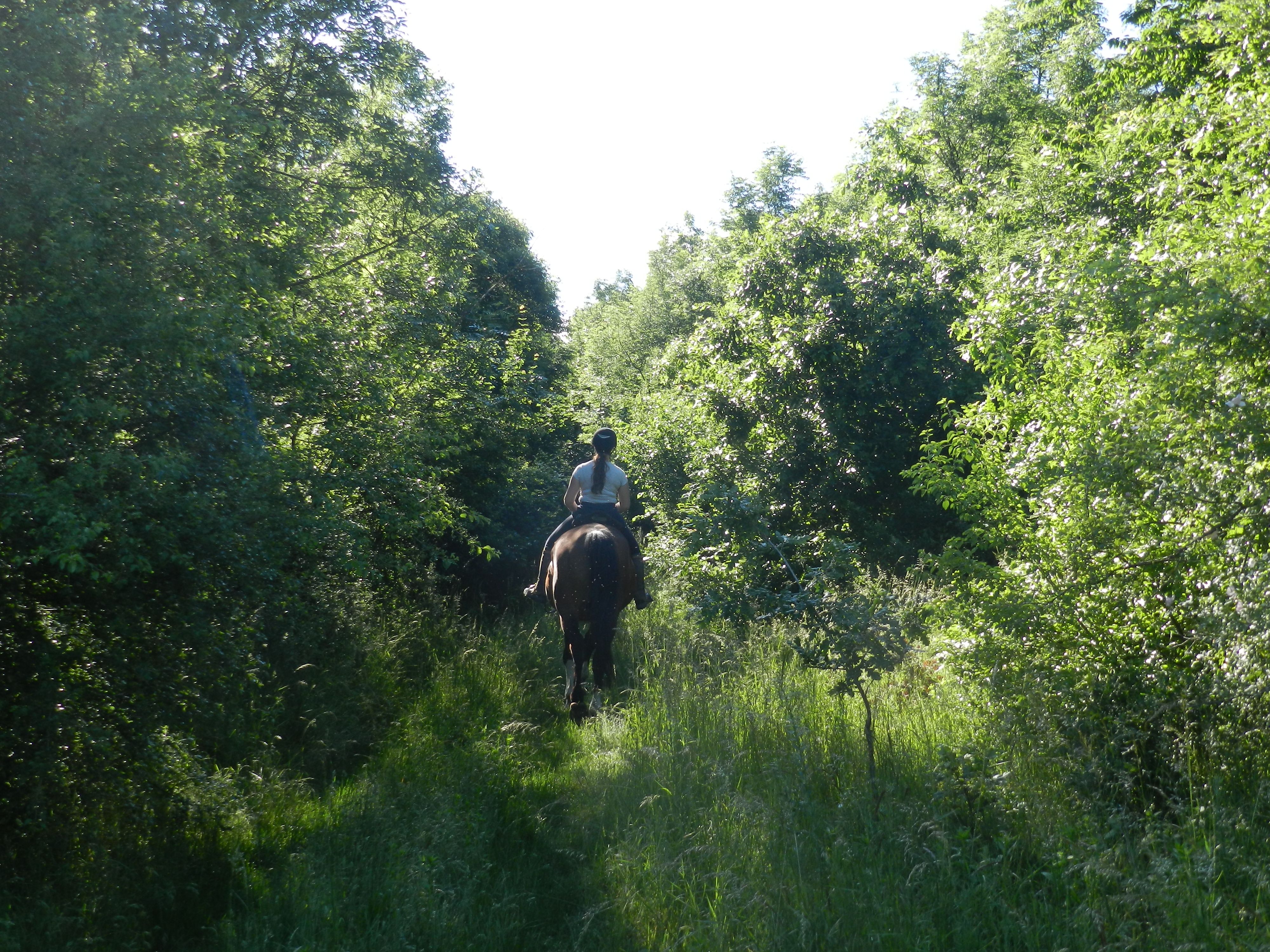 Reiterin im Wald