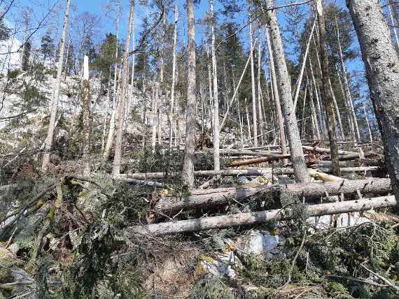 wind, uprooted trees