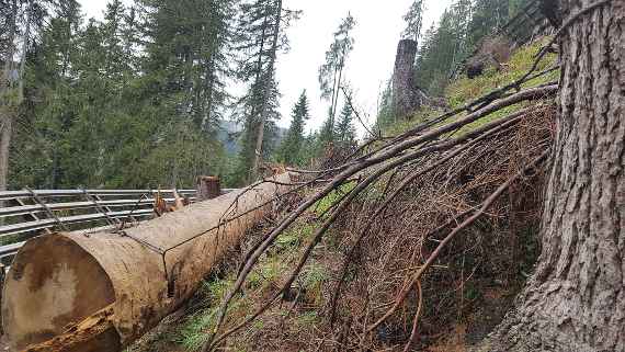 felled tree
