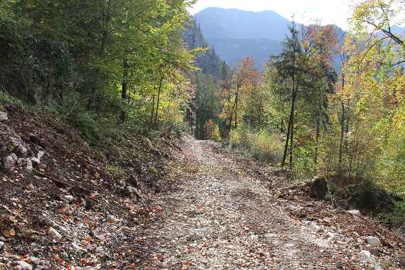 forest road