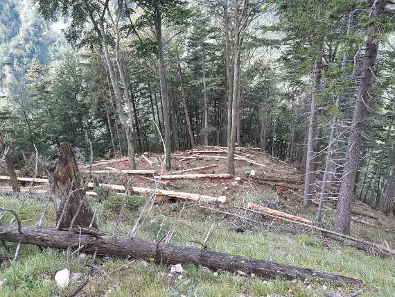 felled trees