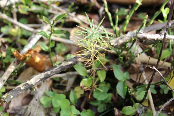 Rejuvenation in the protective forest