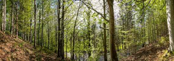 ideal protective forest