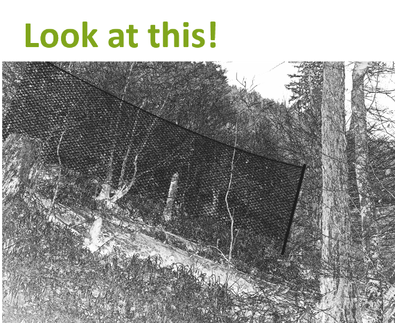 technical forestry system, rockfall nets