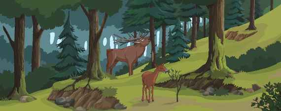 Wildlife in the forest