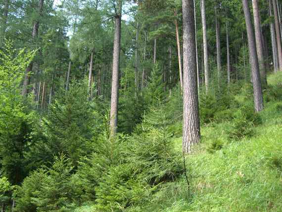 Schutzwald in Wert setzen