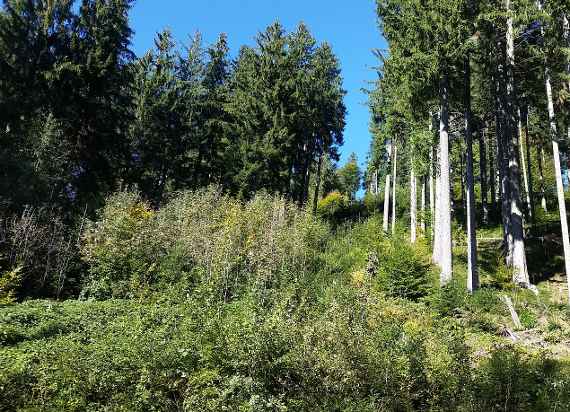 Baumartenvielfalt im Schutzwald