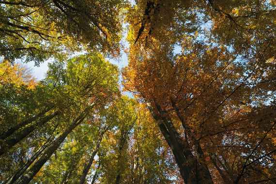 Baumkronen im Herbstwald