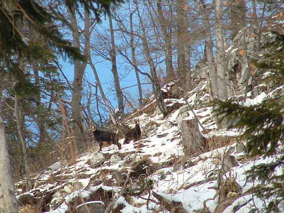 Gamswild im Standortschutzwald